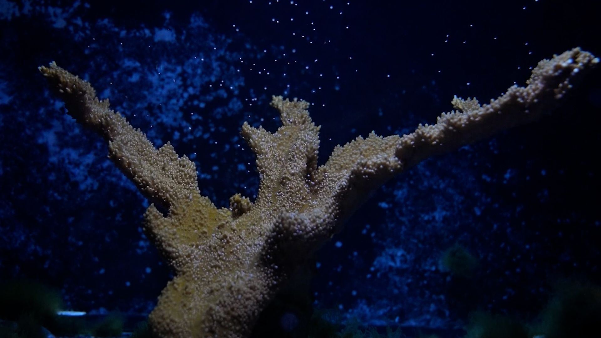 Staghorn Coral, also known by its - The Florida Aquarium