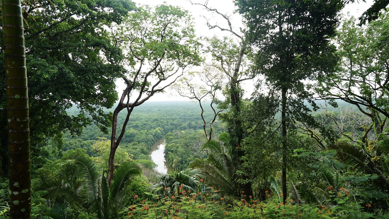 A bird's eye view of the jungle in Belize's Toledo district