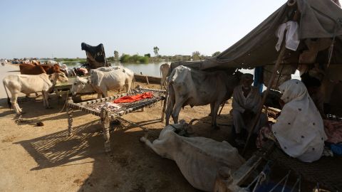 People take shelter from unprecedented monsoon floods in Jaffarabad, Pakistan, Monday, September. 5, 2022.
