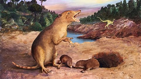 Illustration of Brasilodon quadrangularis, the 225 million-year-old mammal.