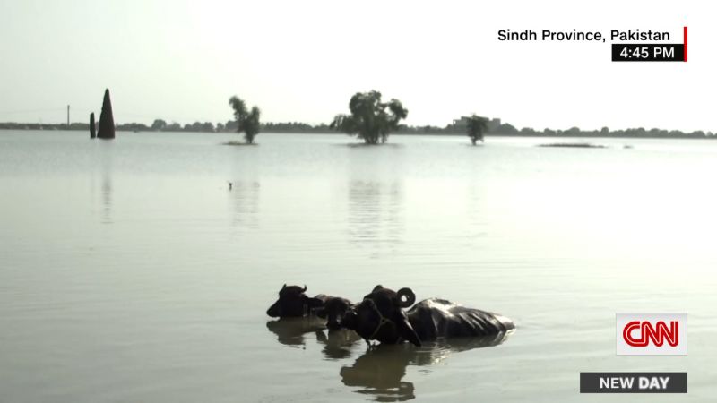 Video shows livestock in neck-deep water after major flooding in Pakistan | CNN