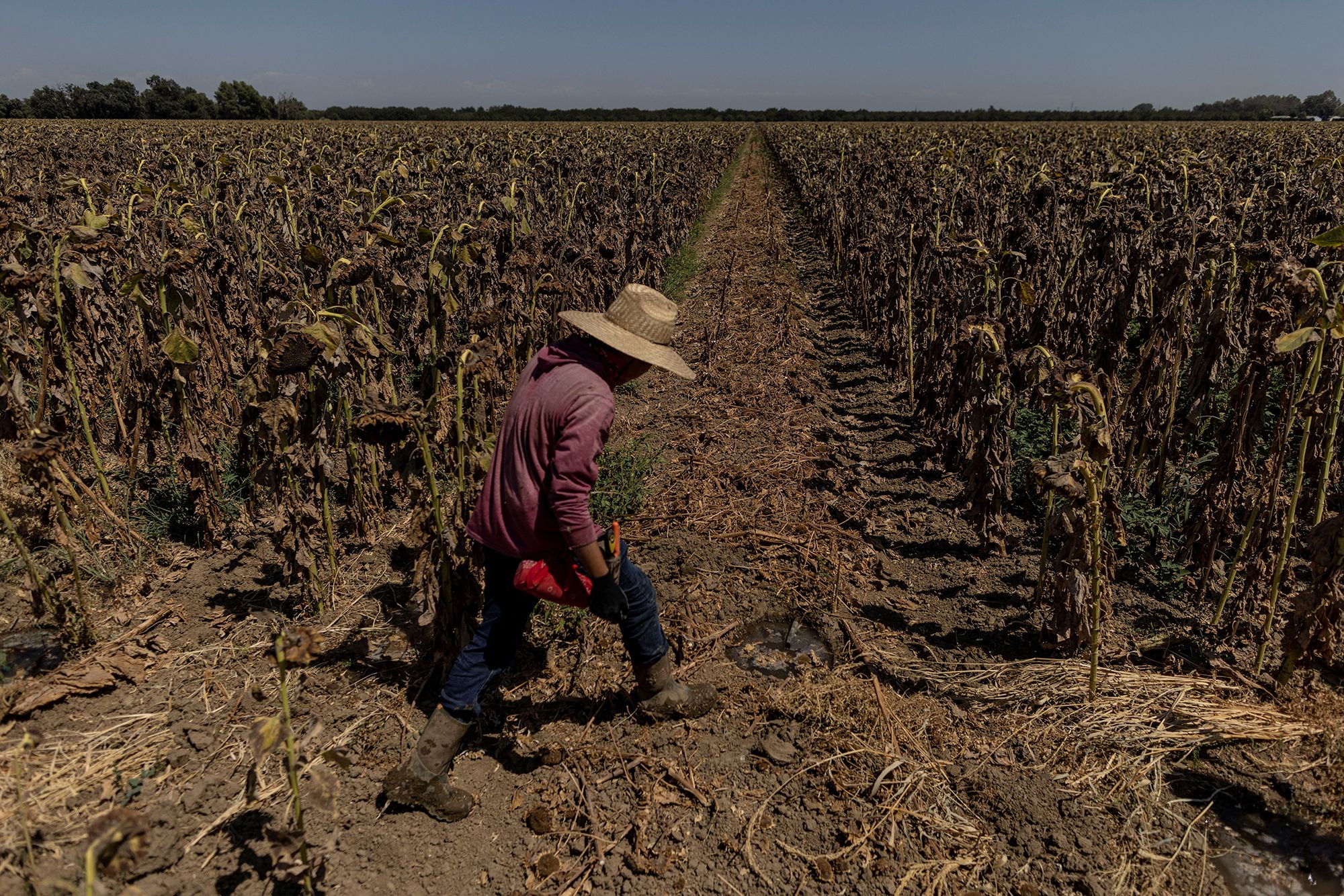 US Corn Farmers Defy Summer Drought, Extreme Heat for a Record