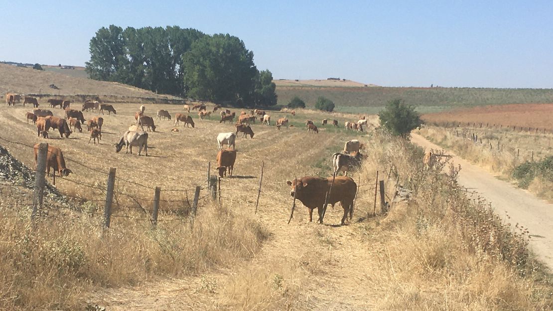 What-went-for-company-on-the-Camino-Via-de-la-Plata--lots-of-Spanish-bulls.-(1)