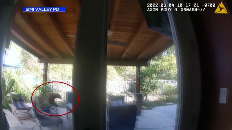 Bear breaks into home, has a full meal | CNN