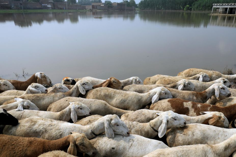 A herd of sheep passes through floodwaters in Nowshera, Pakistan, on Tuesday, September 6.