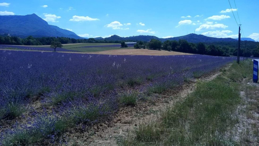 <strong>A vivid preview: </strong>Lavender fields along the route hinted at the flavor to come.