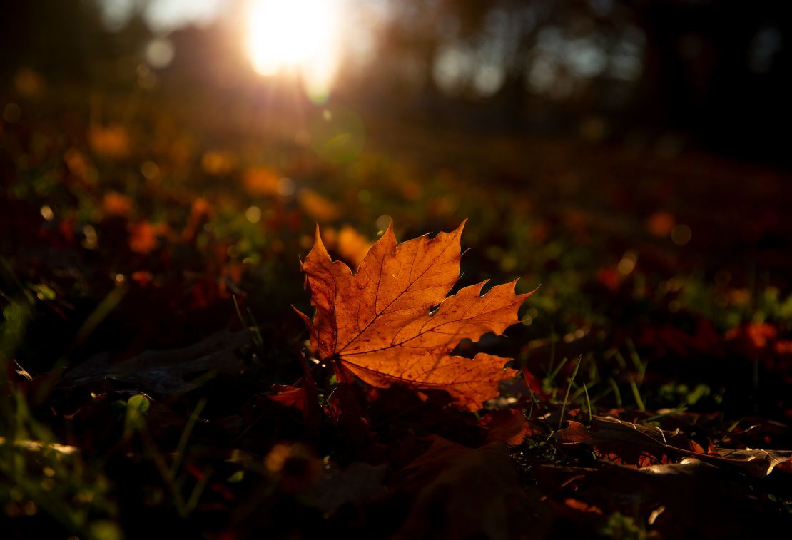 Leaves are withering and falling from trees earlier this year, experts told CNN.