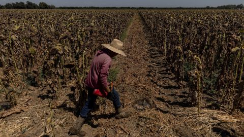 A worker walks through a field of dried sunflowers near Sacramento, California in August.