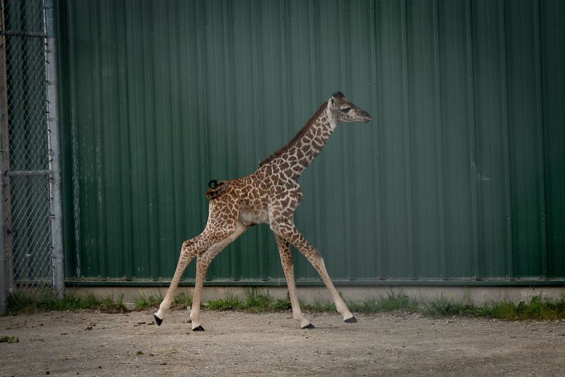 Giraffe crib outlet