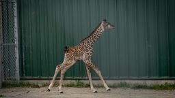 The unnamed baby giraffe was born on August 31 at the Columbus Zoo in Ohio.