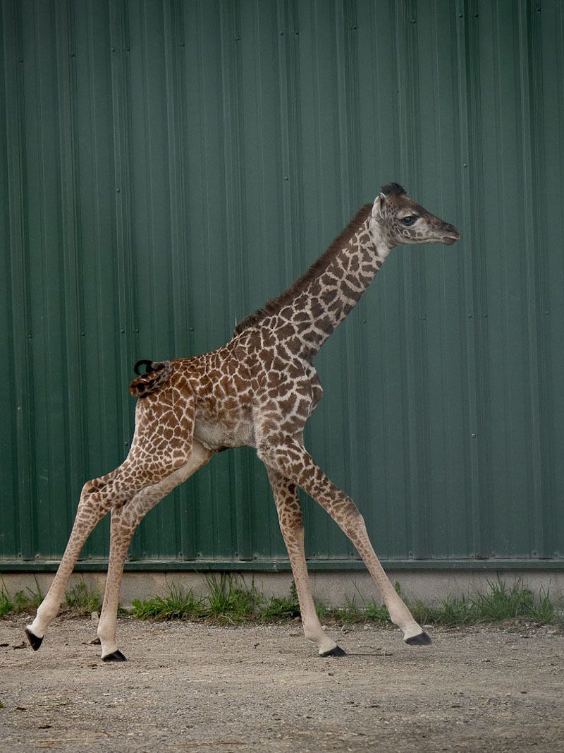in stand houden Ijzig Knipperen Miracle baby' giraffe born at Columbus Zoo | CNN