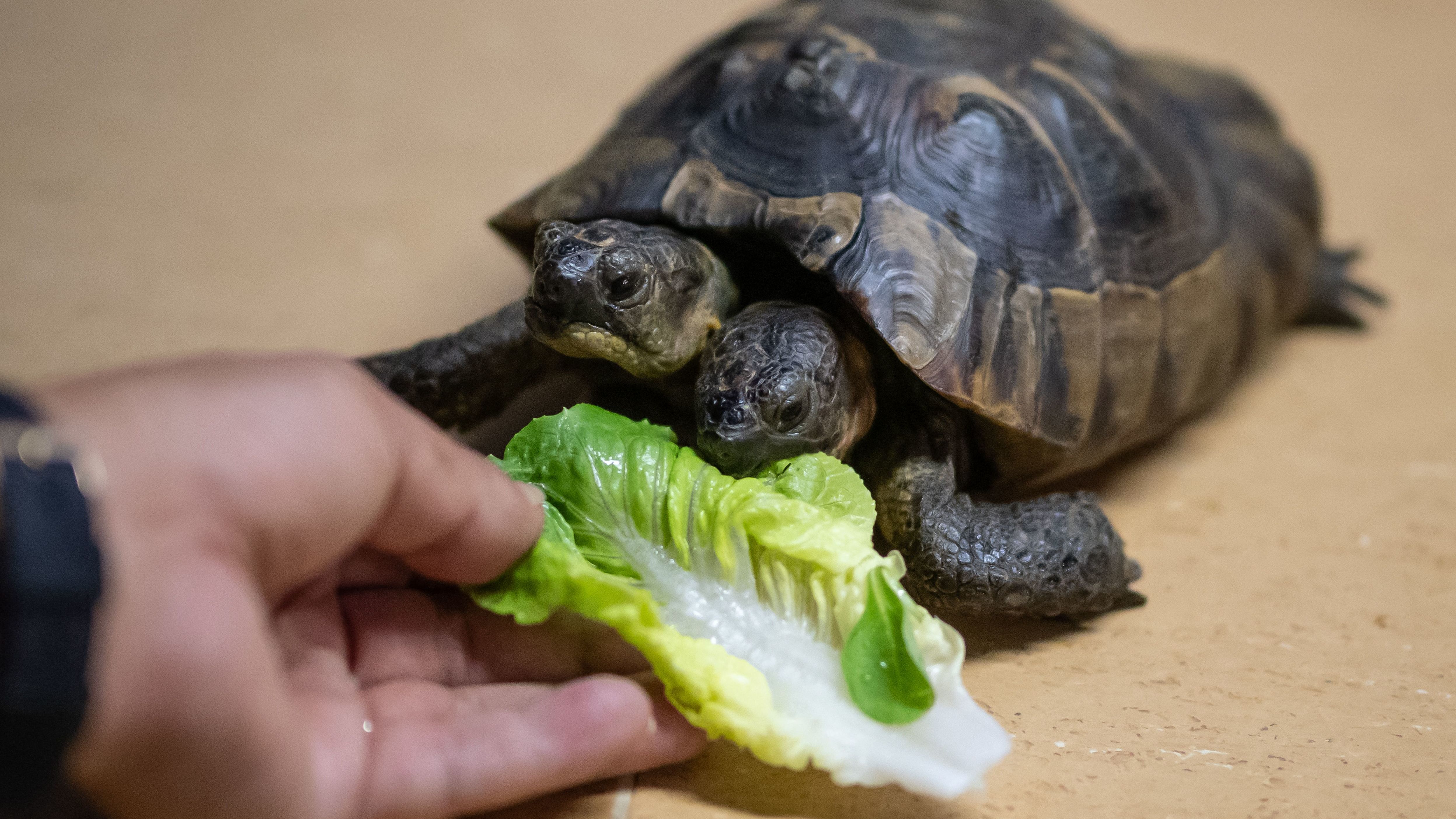 Janus, a two-headed Greek tortoise, enjoys salad for his 25th birthday on Saturday, September 3. Janus lives at the Geneva Museum of Natural History in Switzerland.