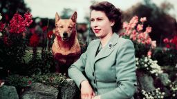 Queen Elizabeth II of England at Balmoral Castle with one of her Corgis, 28th September 1952. UPI color slide.