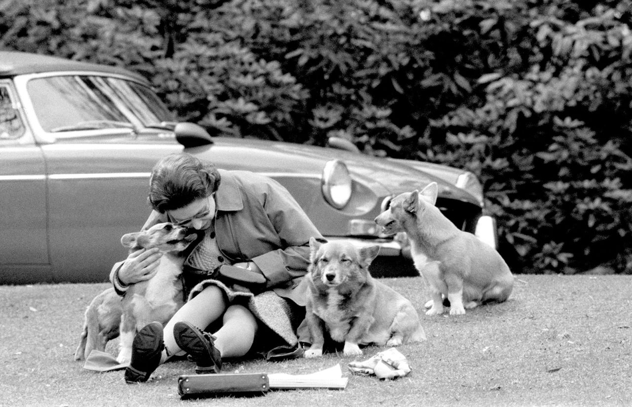 The Queen and her corgis sit on a grassy bank in Surrey, England, in 1973.