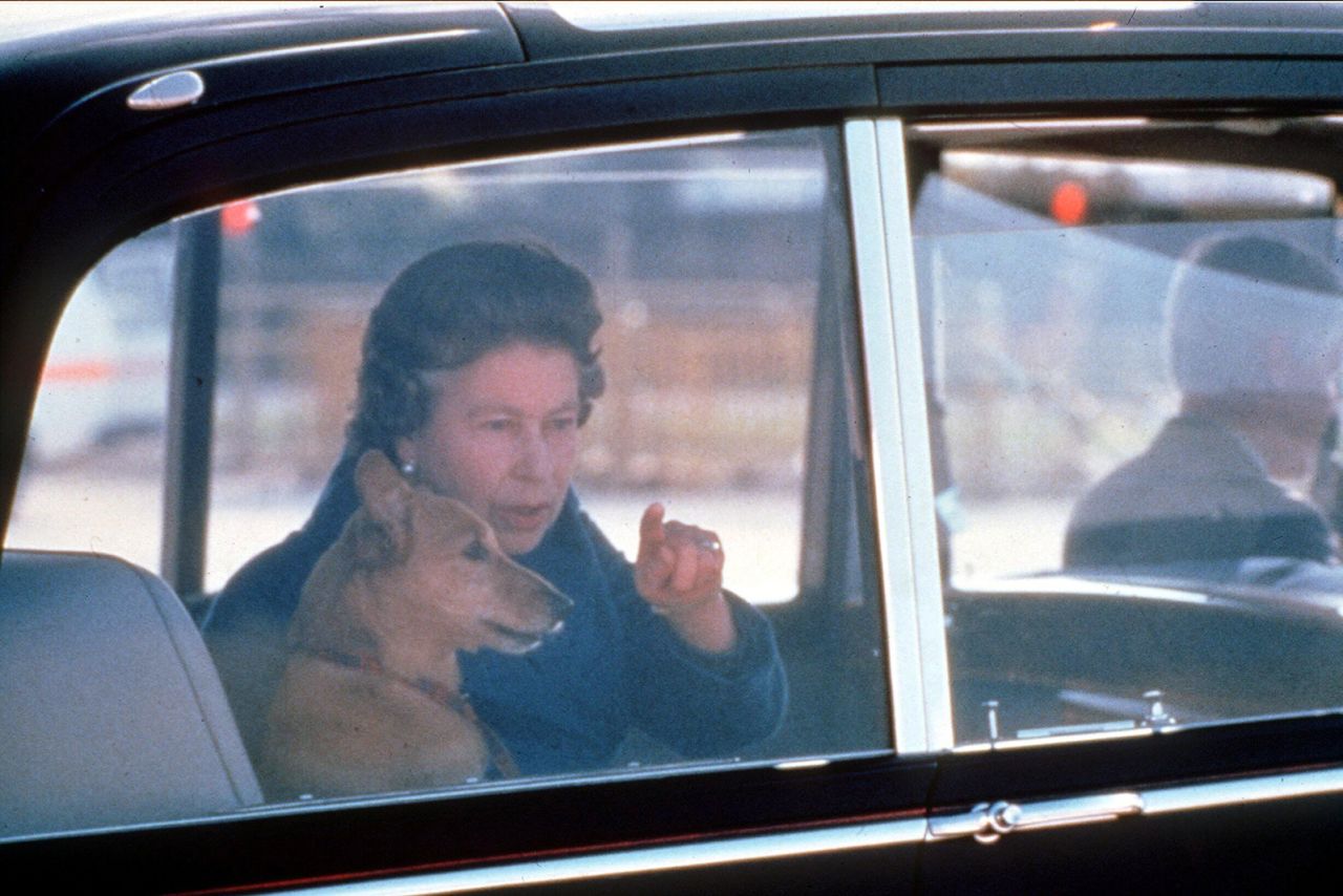 The Queen sits in the back seat of a car with one of her corgis in 1986.
