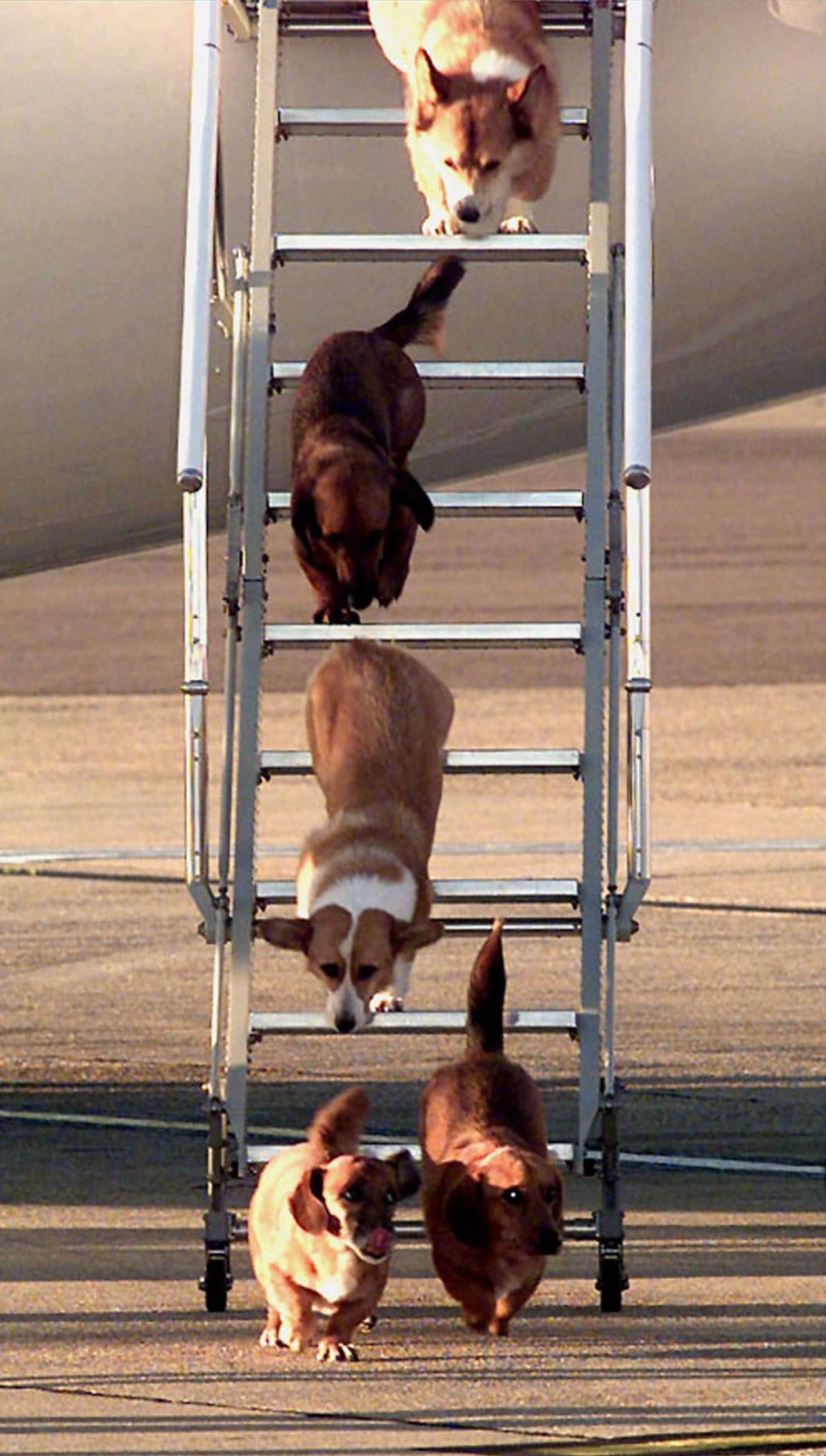 The Queen's dogs exit an aircraft after a flight to London in 1998.