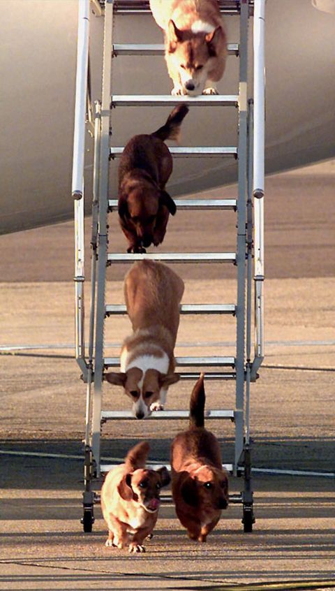 The Queen's dogs exit an aircraft after a flight to London in 1998.