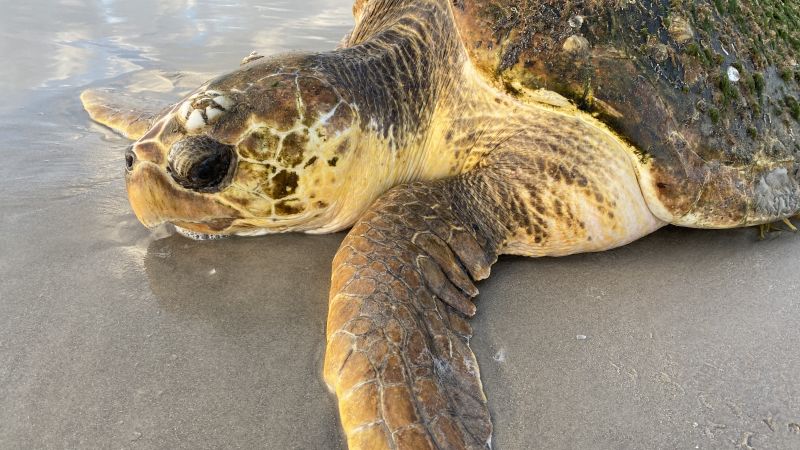 Hundreds of sea turtles are stranding on a Texas beach. Officials don’t ...