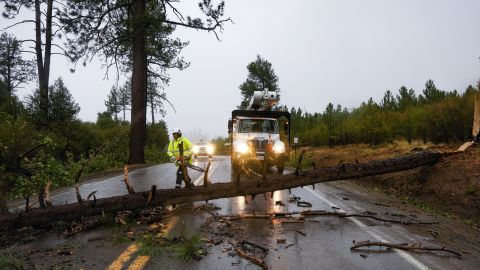 Caltrans workers remove a fallen tree in San Diego, Friday.