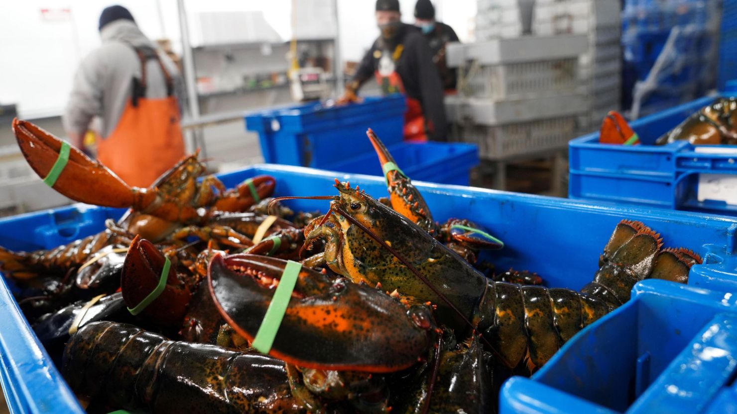 Workers sort lobsters by size at The Lobster Co. in Arundel, Maine.