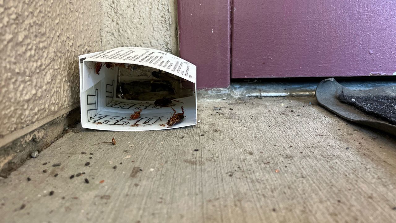 Dead cockroaches lie inside and outside a bug trap at Freedom High School in Oakley, California.