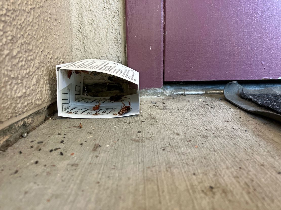 Dead cockroaches lie inside and outside a bug trap at Freedom High School in Oakley, California.