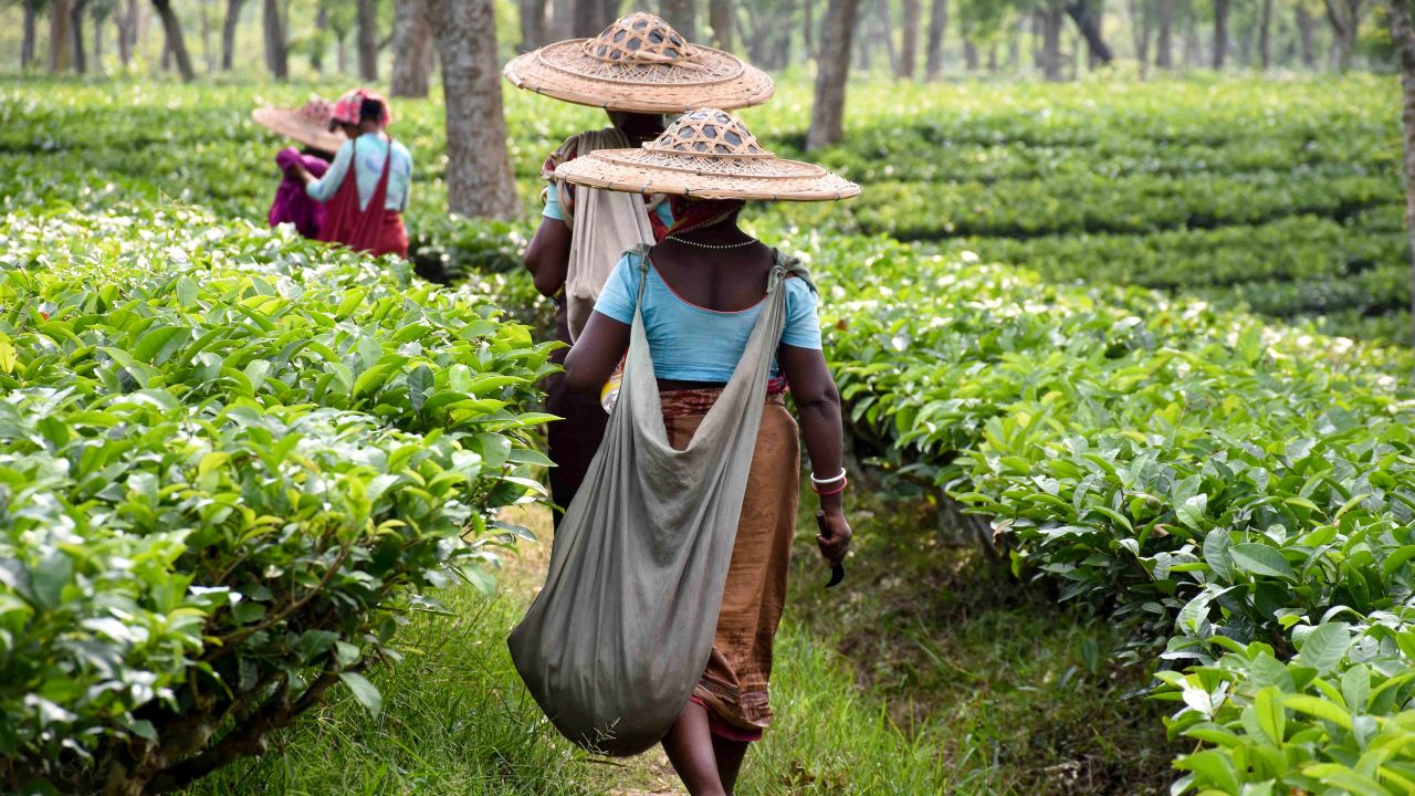 Indian laborers walk as they pluck tea leaves at a plantation in Ghandigram on April 30, 2019. 