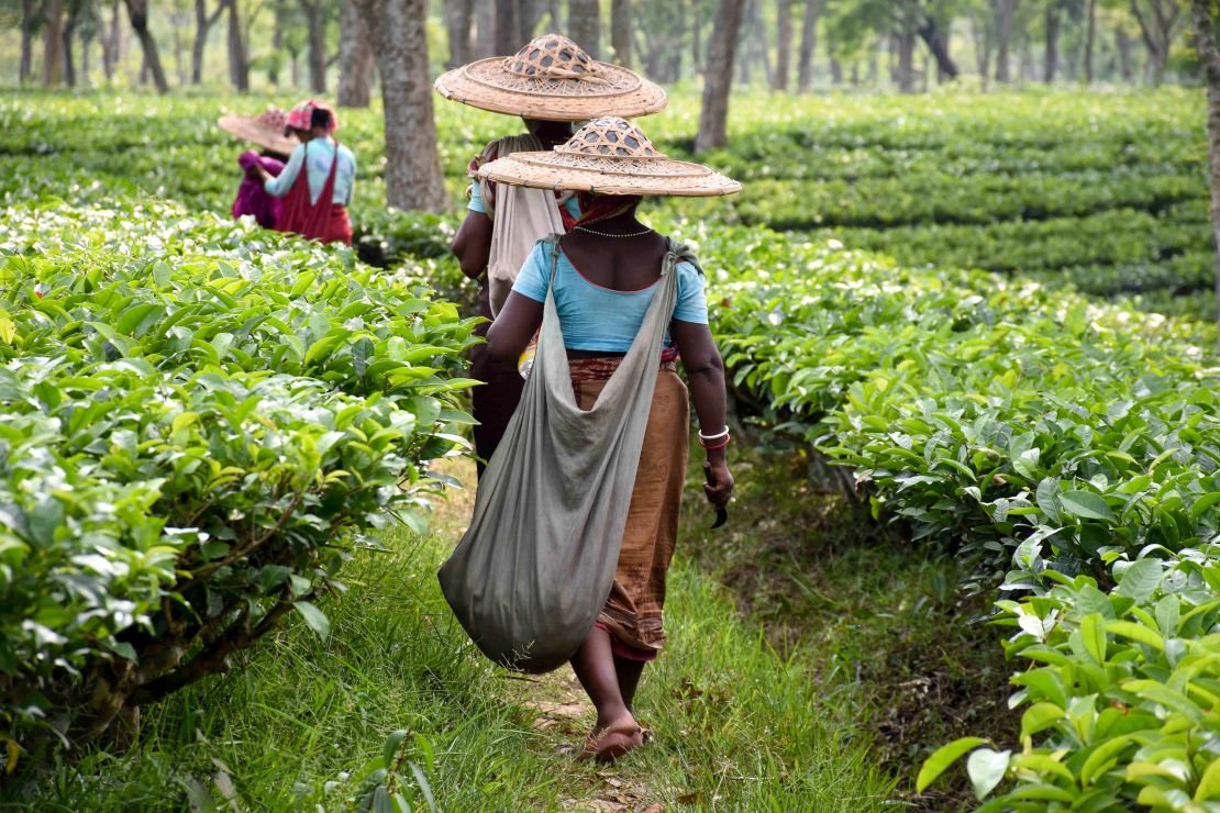 Indian laborers walk as they pluck tea leaves at a plantation in Ghandigram on April 30, 2019. 