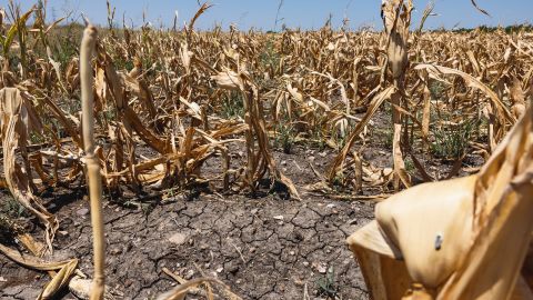 Corn crops that died due to extreme heat and drought during a heatwave in Austin, Texas, on Monday, July 11, 2022. 