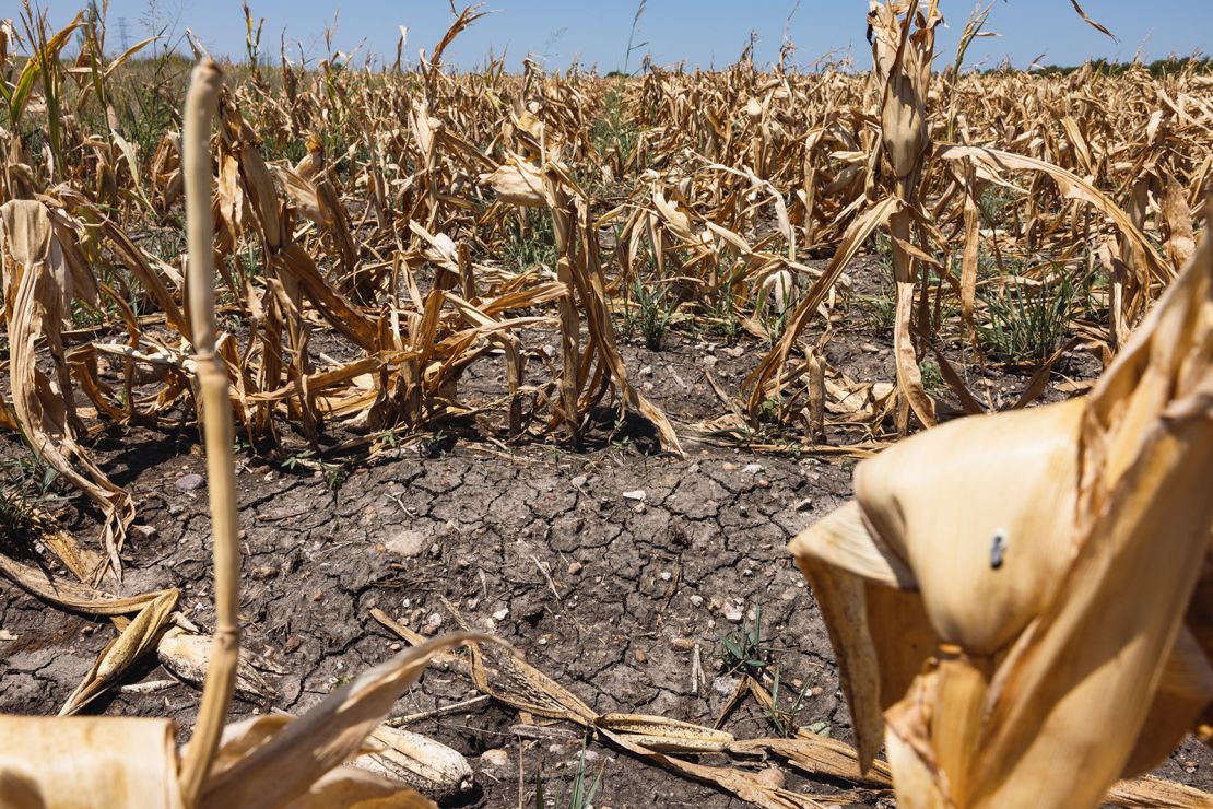 Corn crops that died due to extreme heat and drought during a heatwave in Austin, Texas, on Monday, July 11, 2022. 