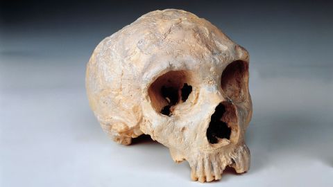 A Neanderthal (Homo neanderthalensis) woman's skull found at Forbes' Quarry in Gibralter. 
