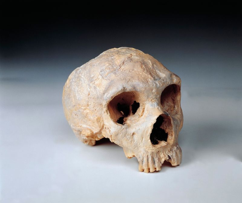 Reveladas las diferencias entre los cerebros humano y neandertal