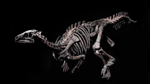01 iguanodon auction