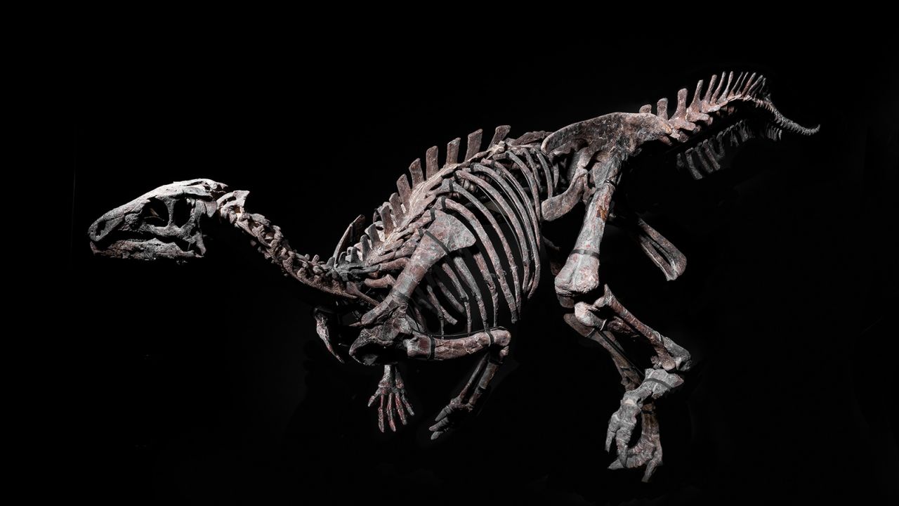 petrified dinosaur fossils