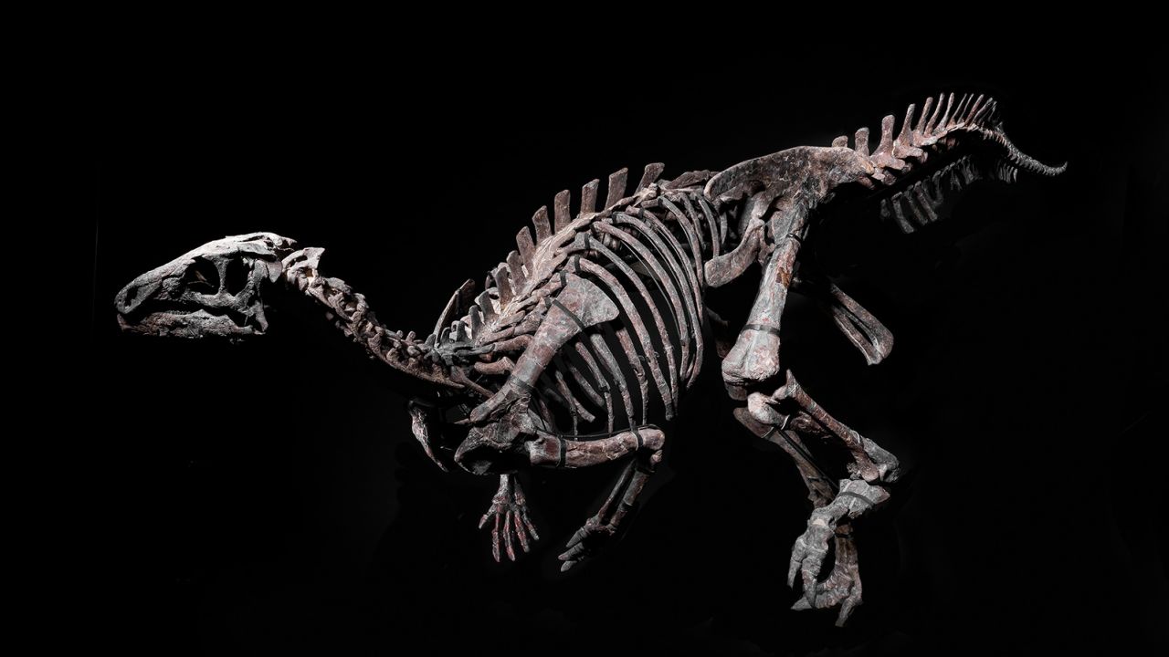 01 iguanodon auction