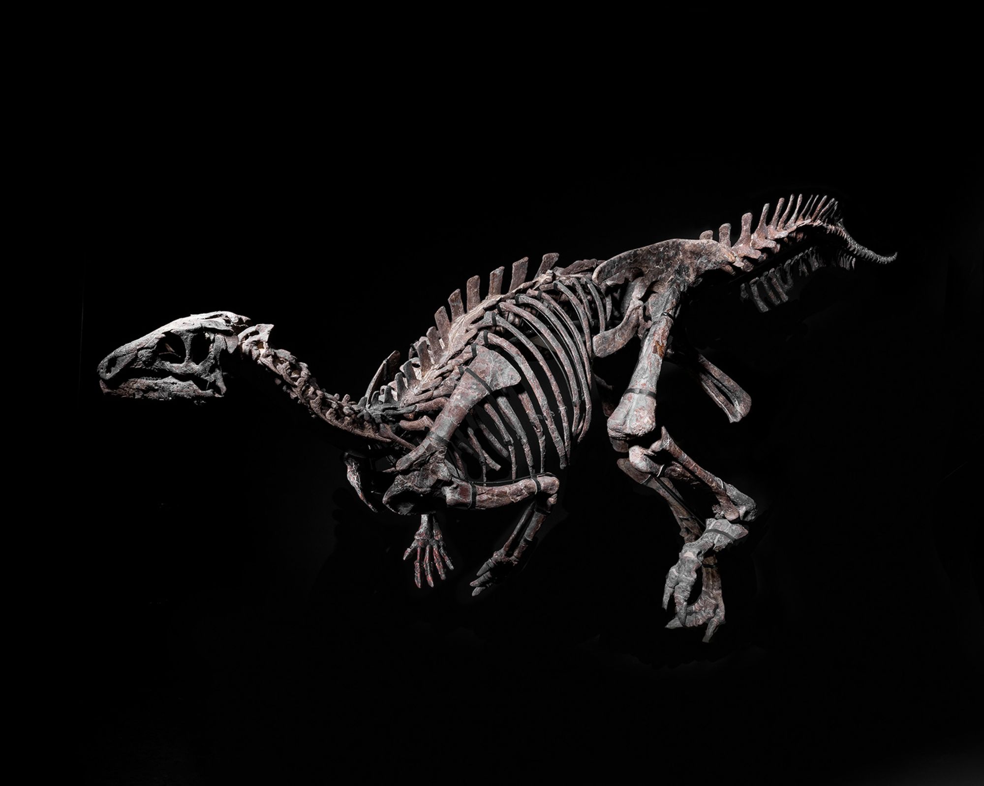 01 iguanodon auction