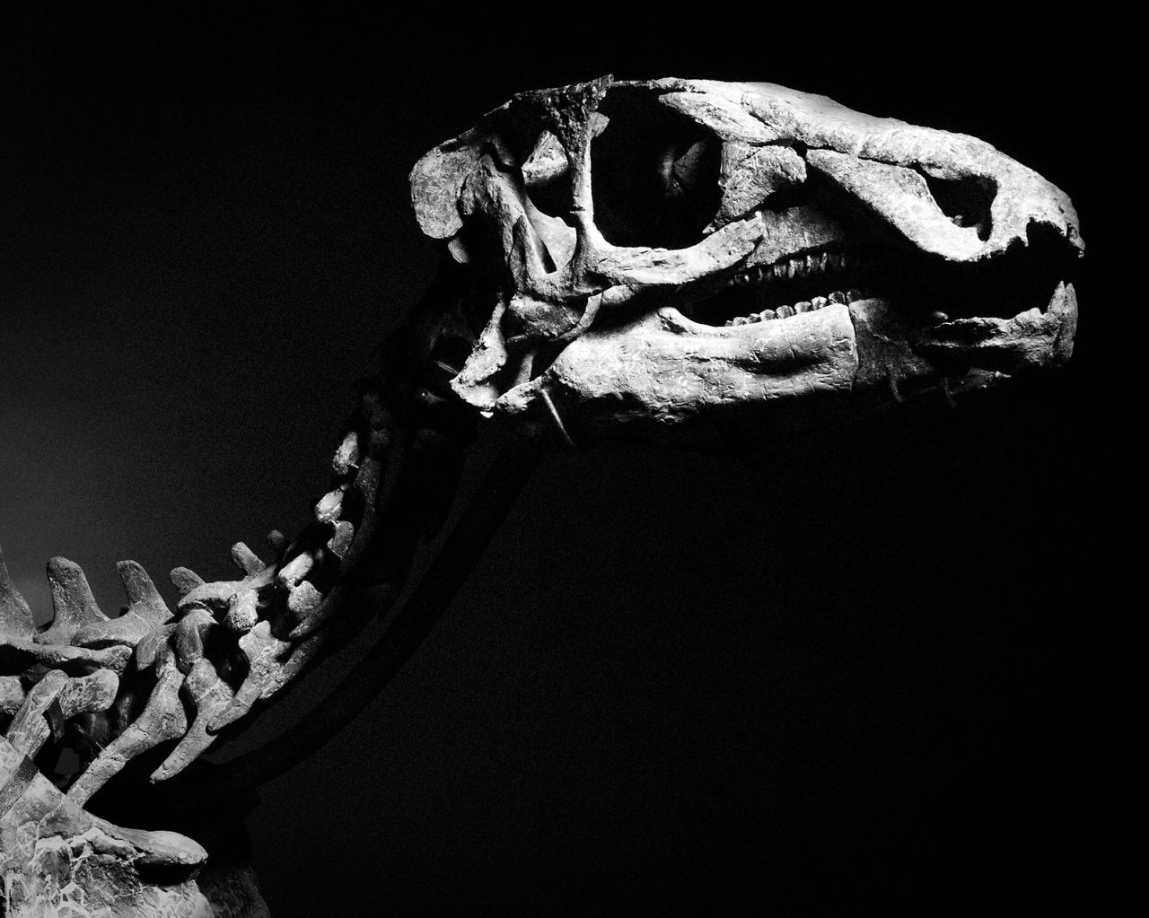 The iguanodon fossil is one of the latest dinosaur skeletons to go up for auction.