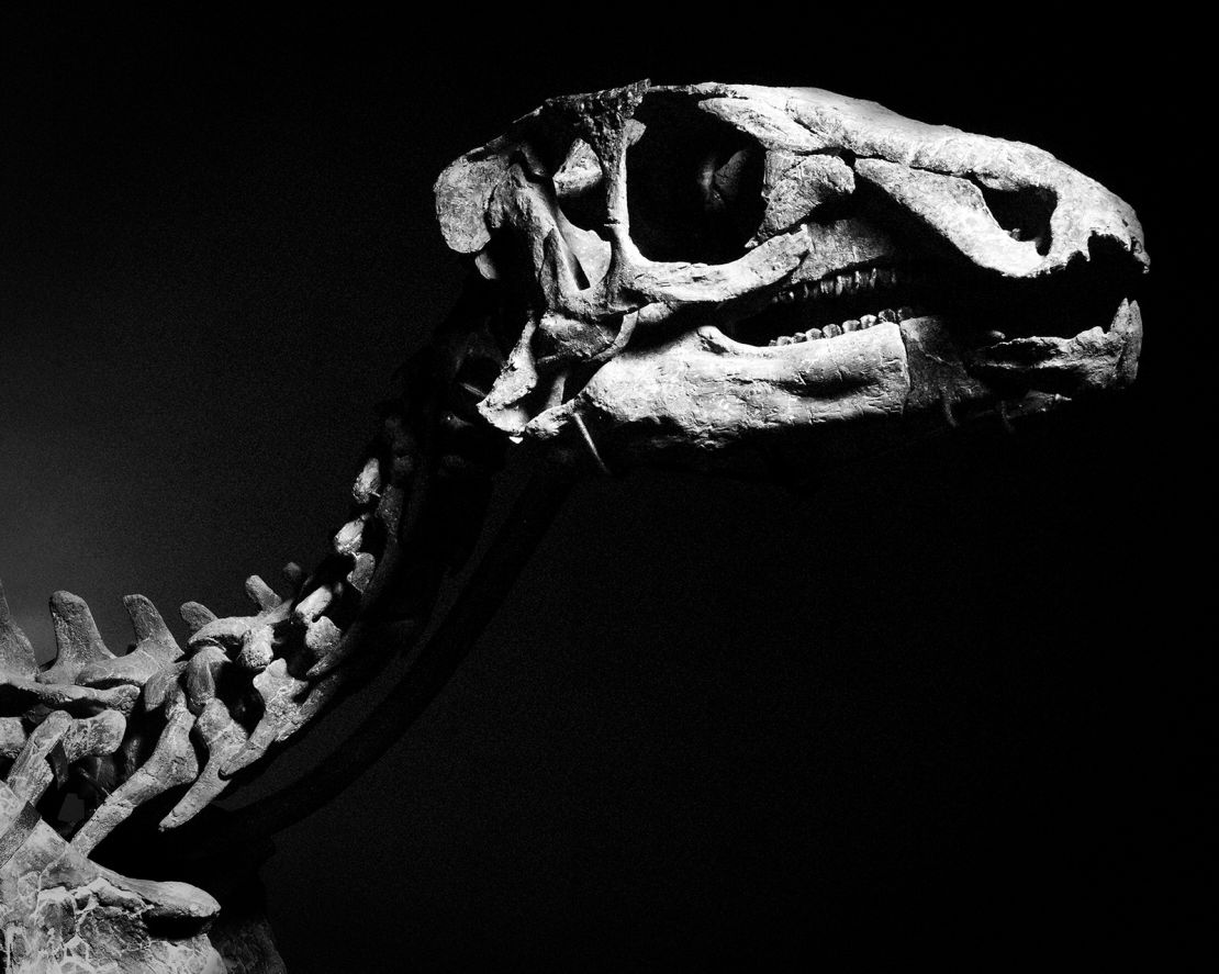 The iguanodon fossil is one of the latest dinosaur skeletons to go up for auction.
