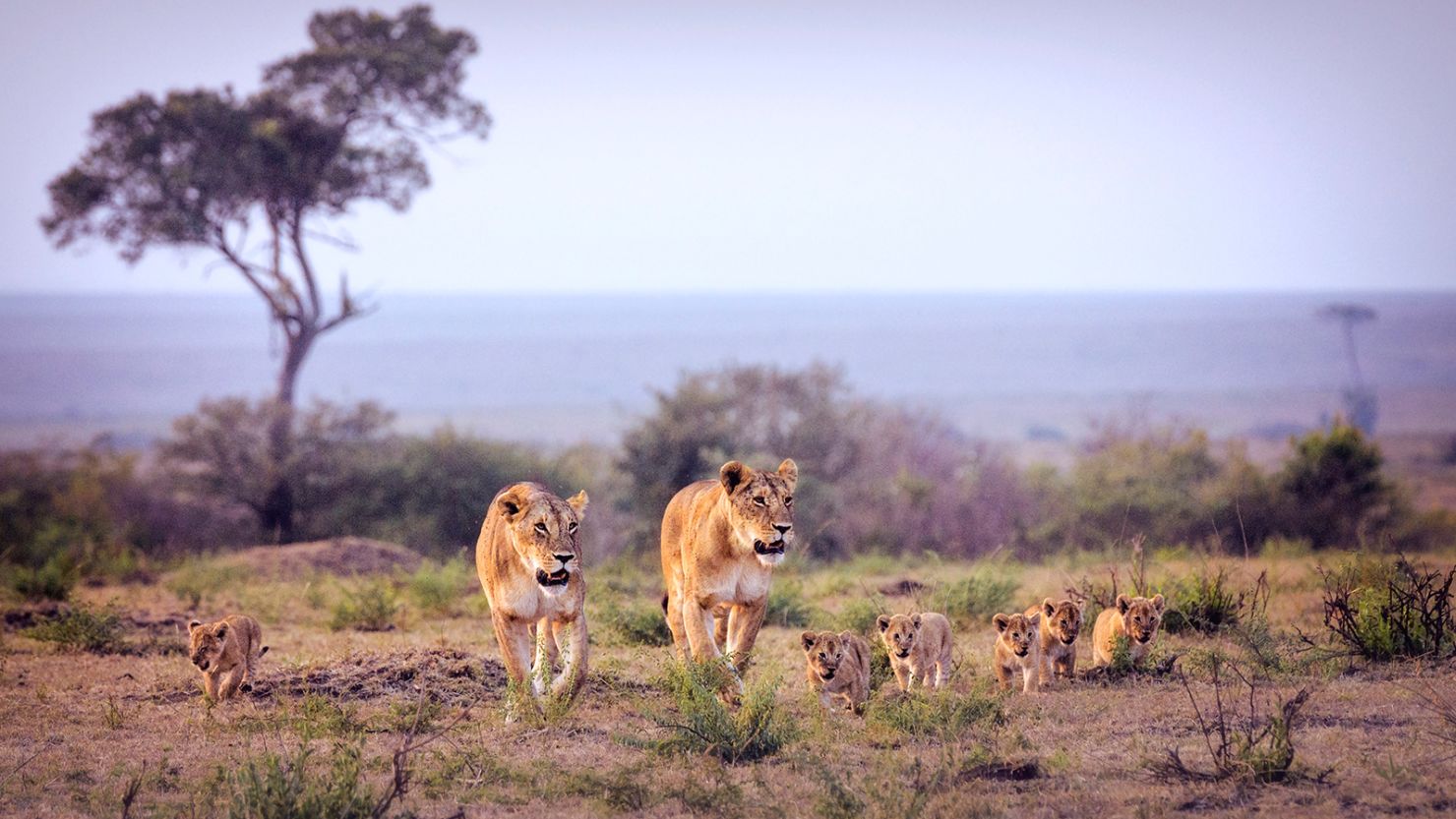 Lionesses with cubs, part of the New Rongai Pride, walk together near sunset at the Masai Mara, Kenya in July.