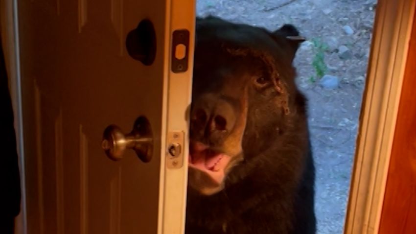 Bear Closes Door Moos