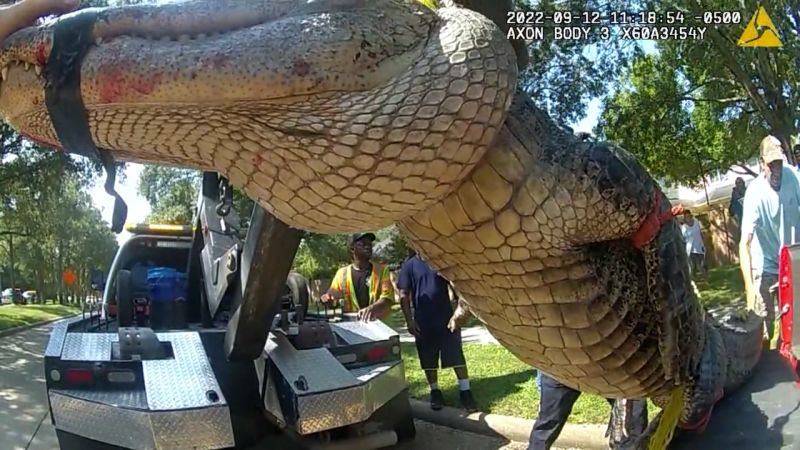 Tow truck escorts alligator out of Texas neighborhood