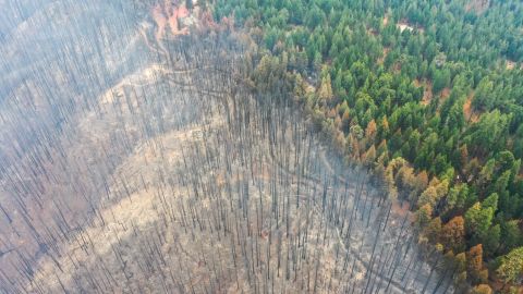 An aerial view of burned trees Sunday as the Mosquito Fire burns in California. 