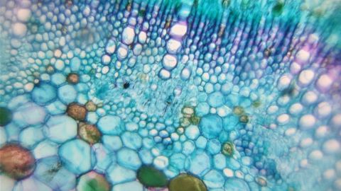 The Foldscope is powerful enough to see a single bacterium.