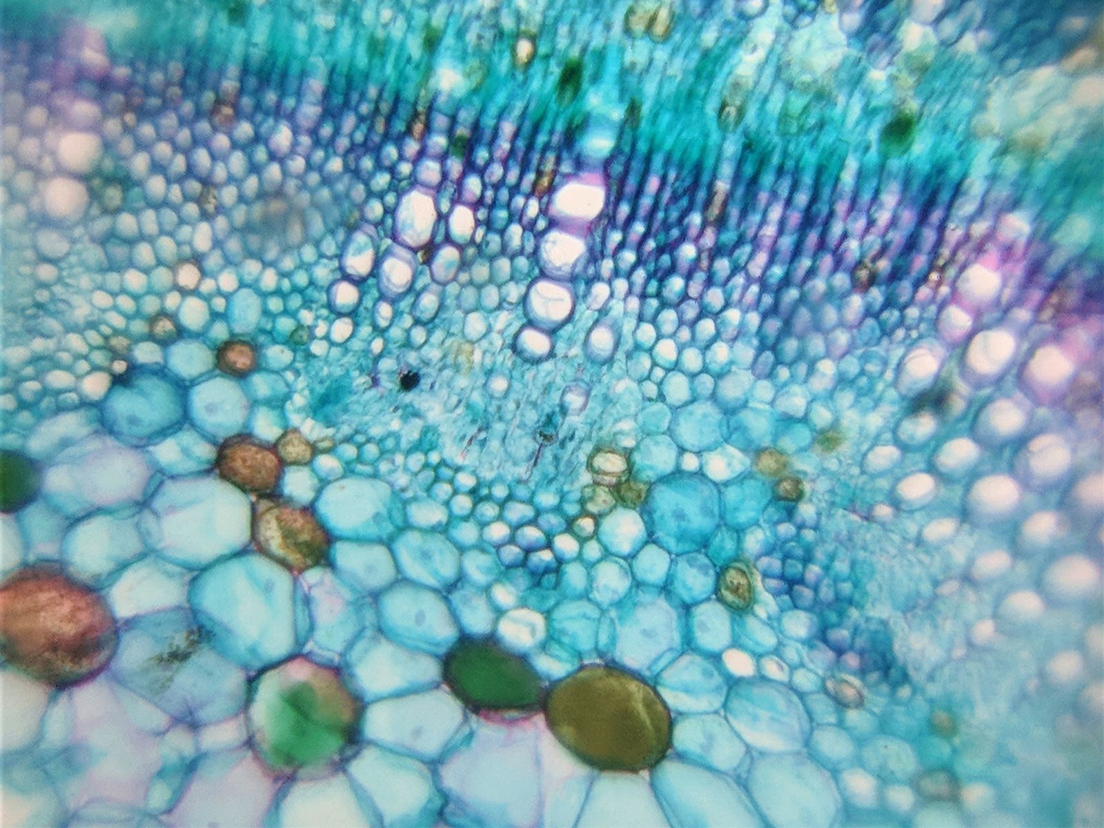 Observe Mold Up Close - Microscope Science Project