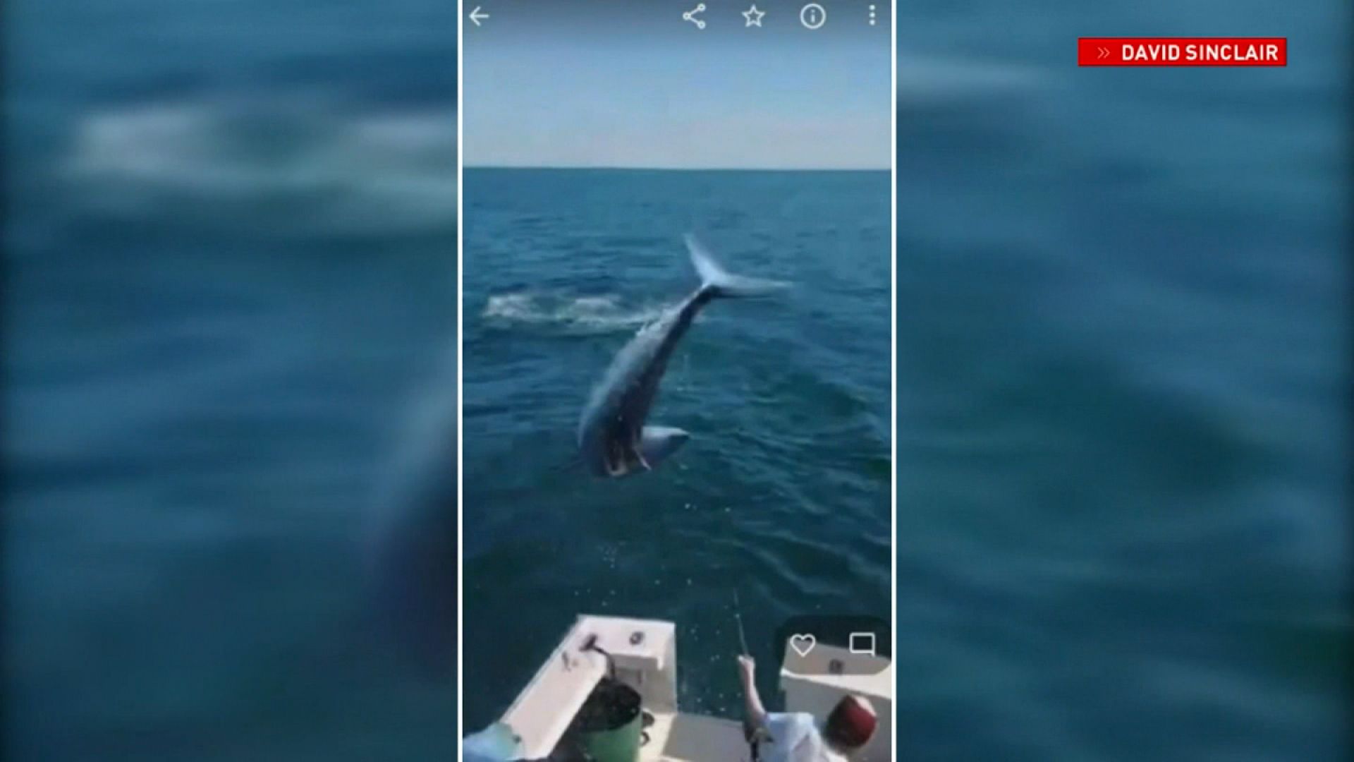 mako shark jumping into boat
