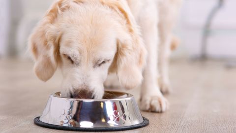 can dogs taste their food