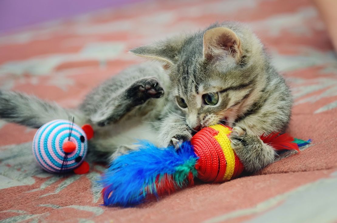 Buy pet toys with your pet's genuine welfare in mind. Resist the urge to shop for shopping's sake.
