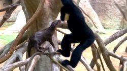 Otter Meets Gibbon 1