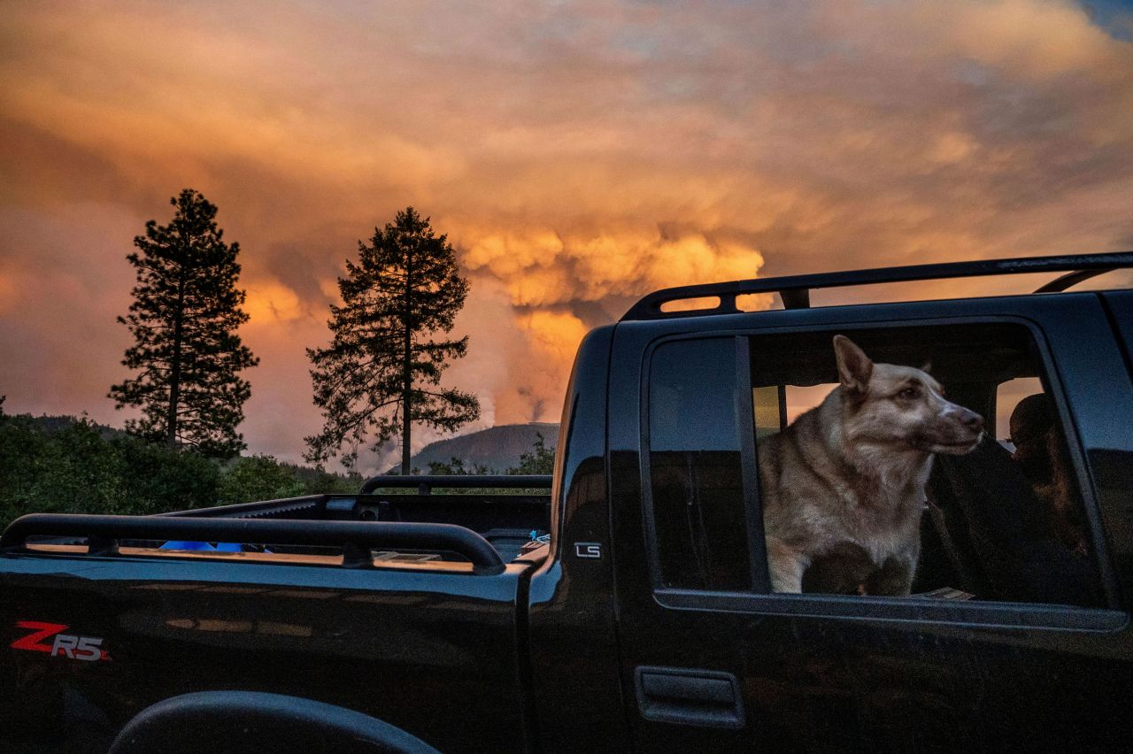 A dog looks out from a truck while the Mosquito Fire burns in Placer County, California, on Thursday, September 8.