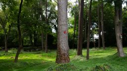 Trees are seen with hearts placed on them on Hillcrest Drive nearby the planned police development in Atlanta, Georgia, on July 22, 2022.